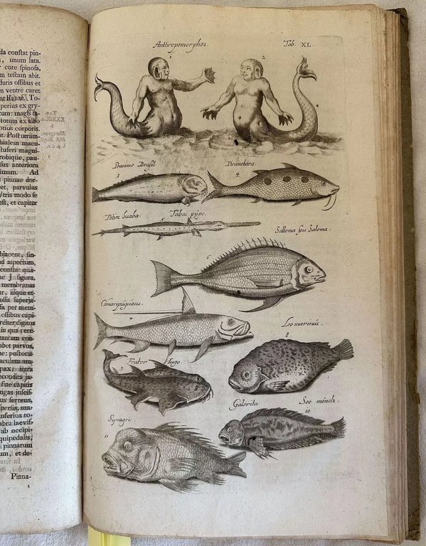 HISTORIAE NATURALIS DE PISCIBUS ET CETIS LIBRI V TABULIS QUADRAGINTA …