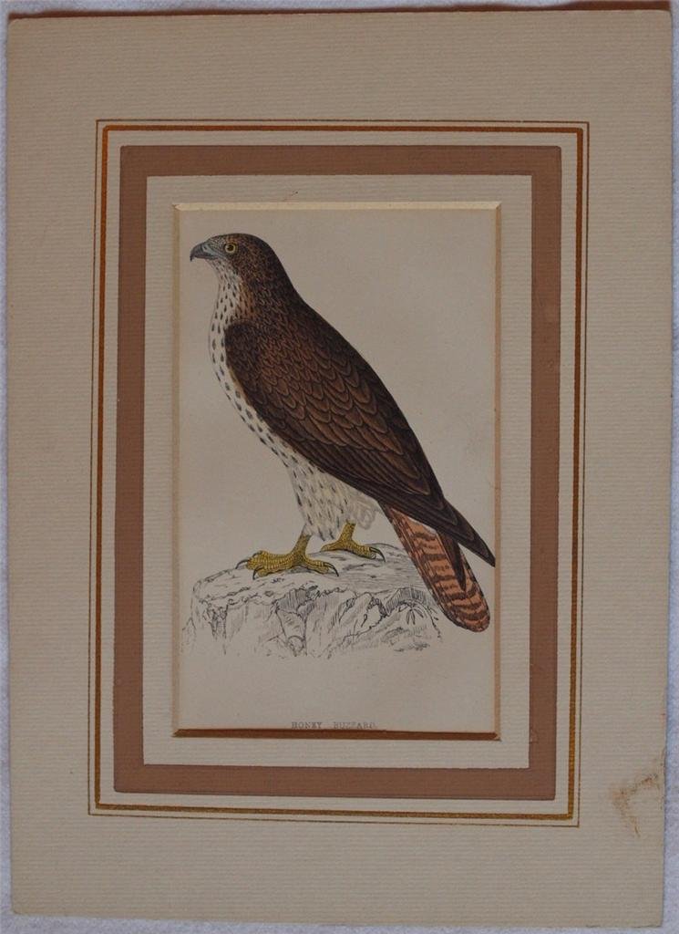 Honey Buzzard (Pernis apivorus) Falco Pennacchiolo occidentale