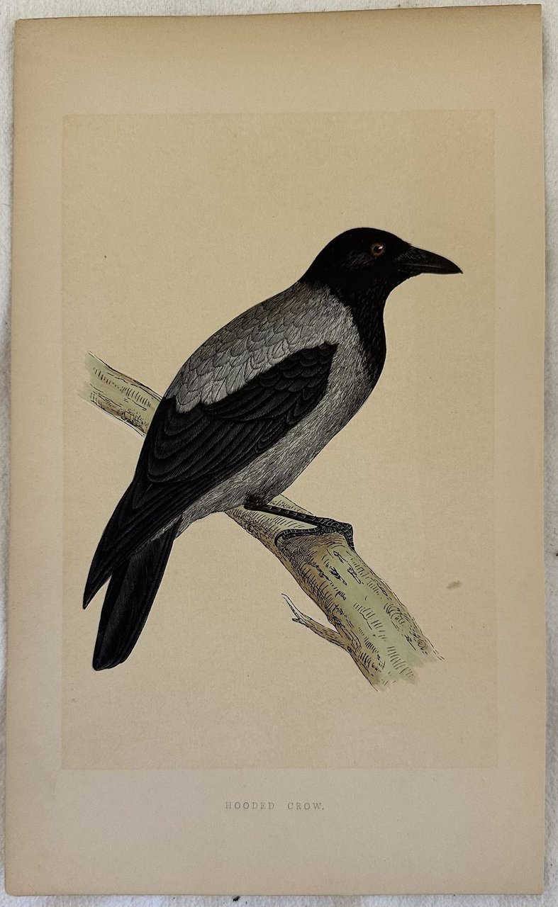 HOODED CROW Corvus cornix (Cornacchia comune)