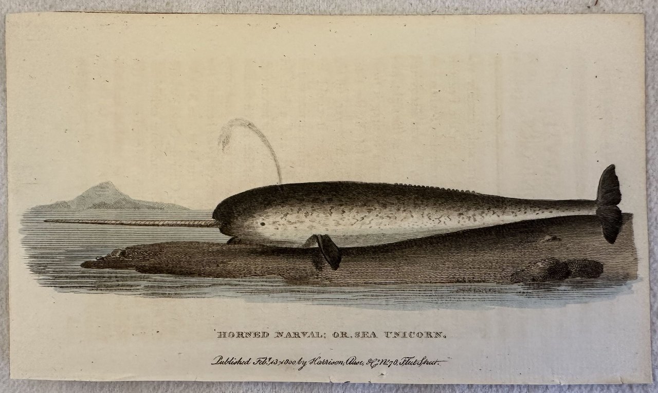 HORNED NAVAL OR SEA UNICORN (Narval o unicorno del mare) …