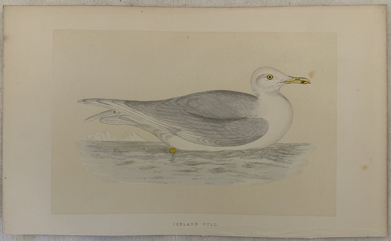 ICELAND GULL Larus glaucoides (Gabbiano d'Islanda)