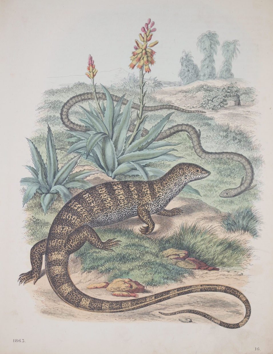 IGUANA DEL DESERTO E LUSCENGOLA | Immagine principale