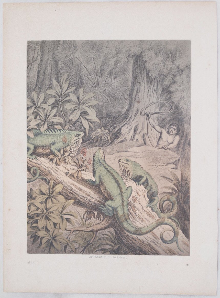 IGUANE | Immagine principale