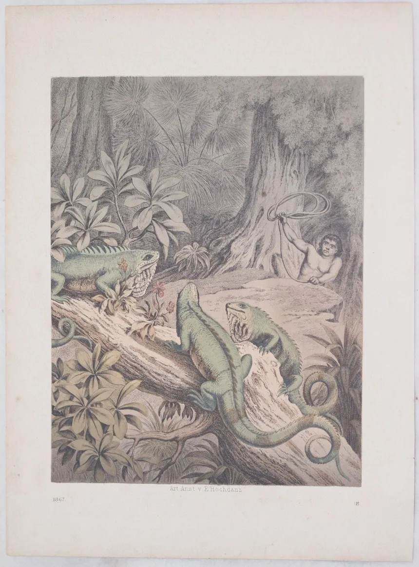 IGUANE | Immagine principale