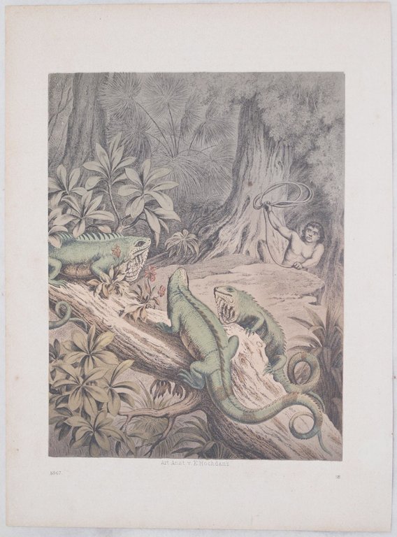 IGUANE