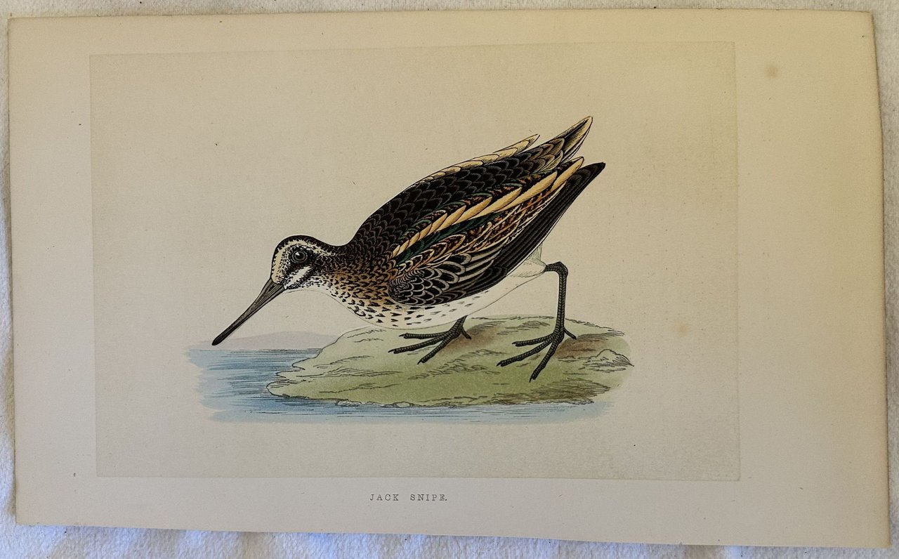 JACK SNIPE Lymnocryptes minimus (Frullino)
