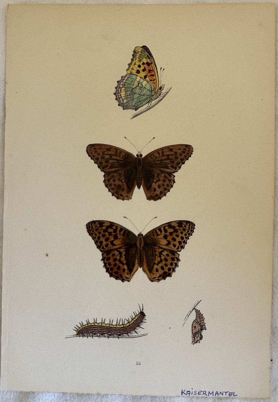 KAISERMANTEL Argynnis paphia Pafia o Tabacco di Spagna | Immagine principale