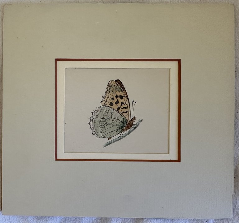 Kaisermantel Argynnis paphia (Pafia o Tabacco di Spagna)