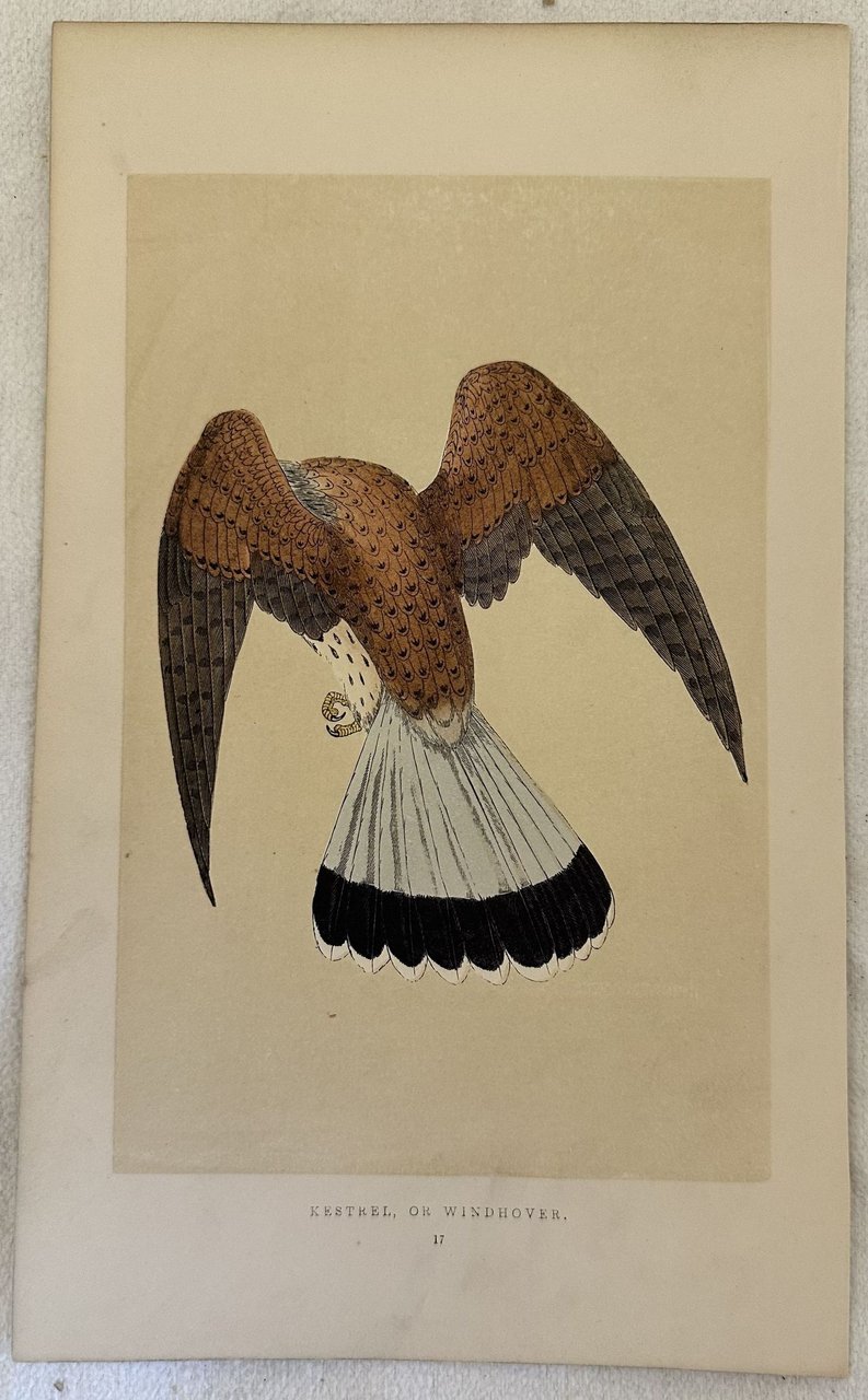 KESTREL OR WINDHOVER (Gheppio comune)