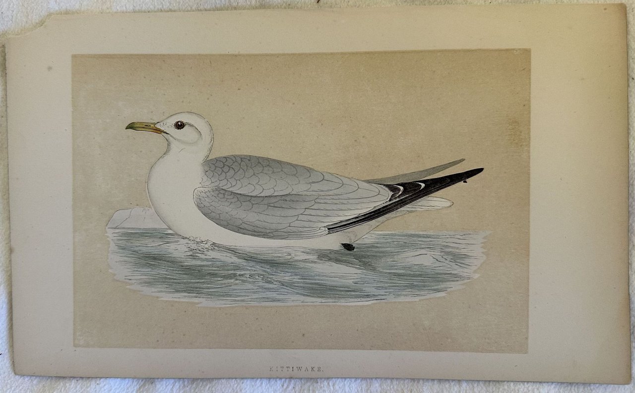 KITTIWAKE (Rissa tridactyla) Gabbiano tridattilo | Immagine principale