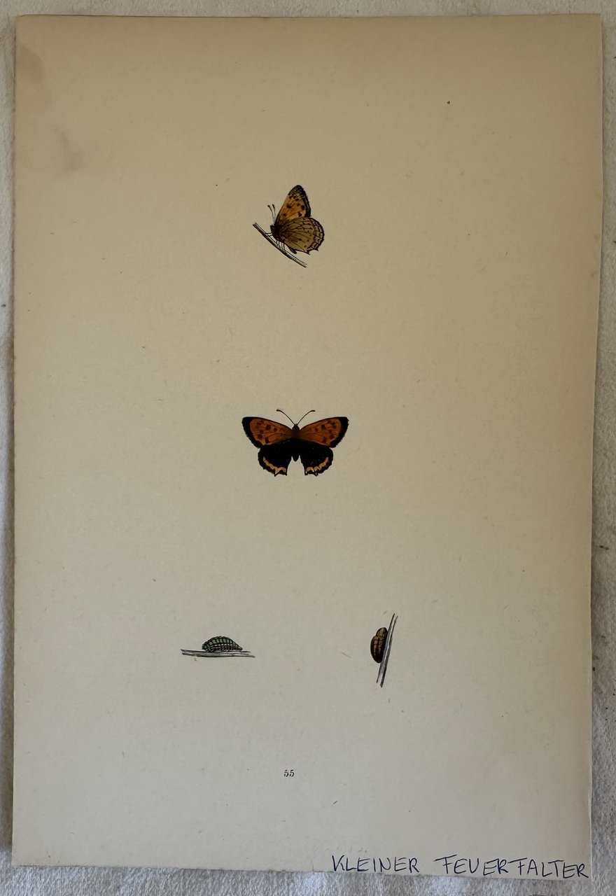 KLEINER FEVERFALTER Lycaena phlaeas Argo bronzeo | Immagine principale