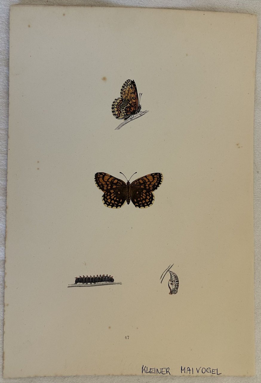 KLEINER MAIVOGEL Euphydryas maturna | Immagine principale