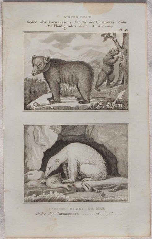 L'OURS BRUN L'OURS BLANC DE MER