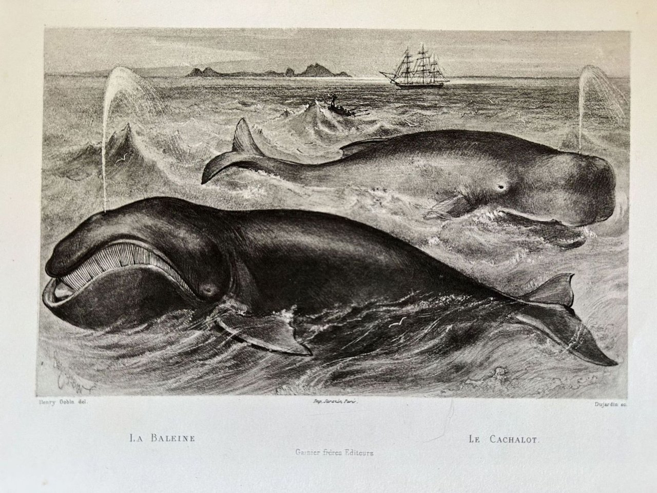 LA BALEINE LE CACHALOT