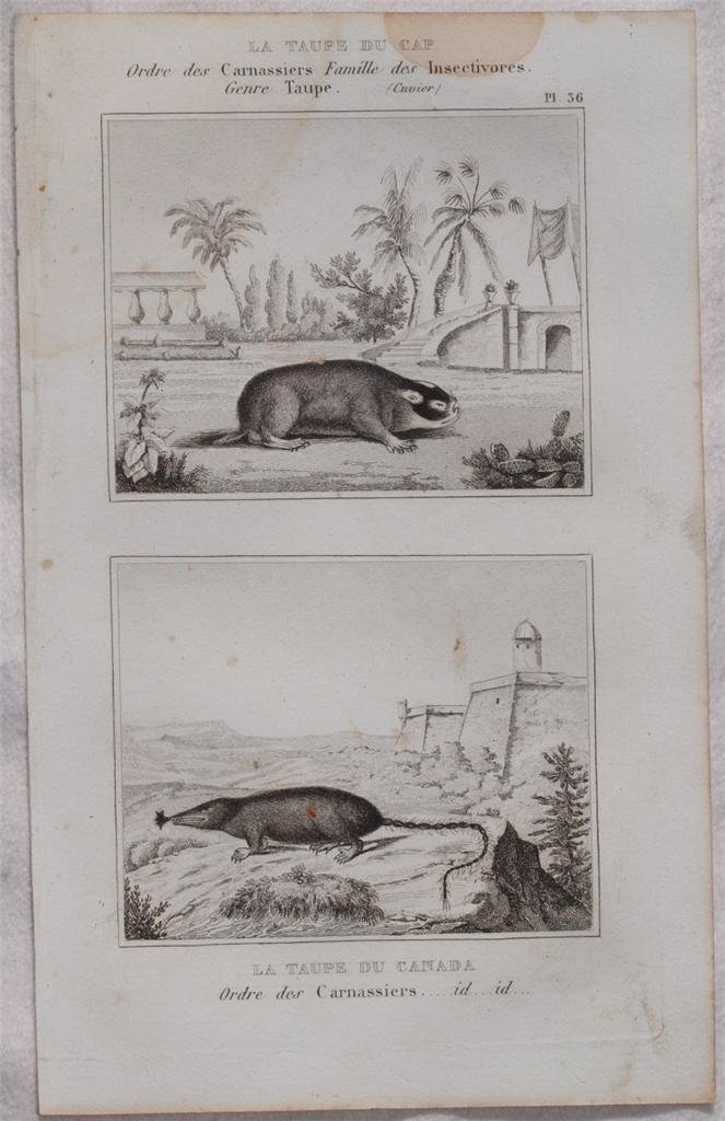 LA TAUPE DU CAP LA TAUPE DU CANADA Ordre des …