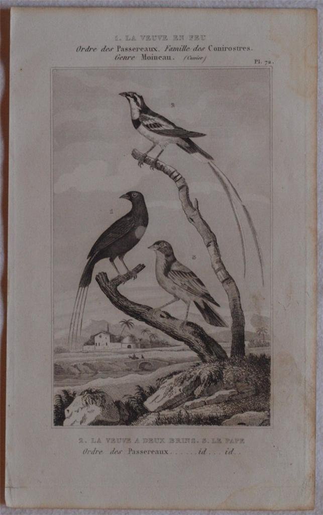 LA VEUVE EN FEU LA VEUVE A DEUX BRINS LE …