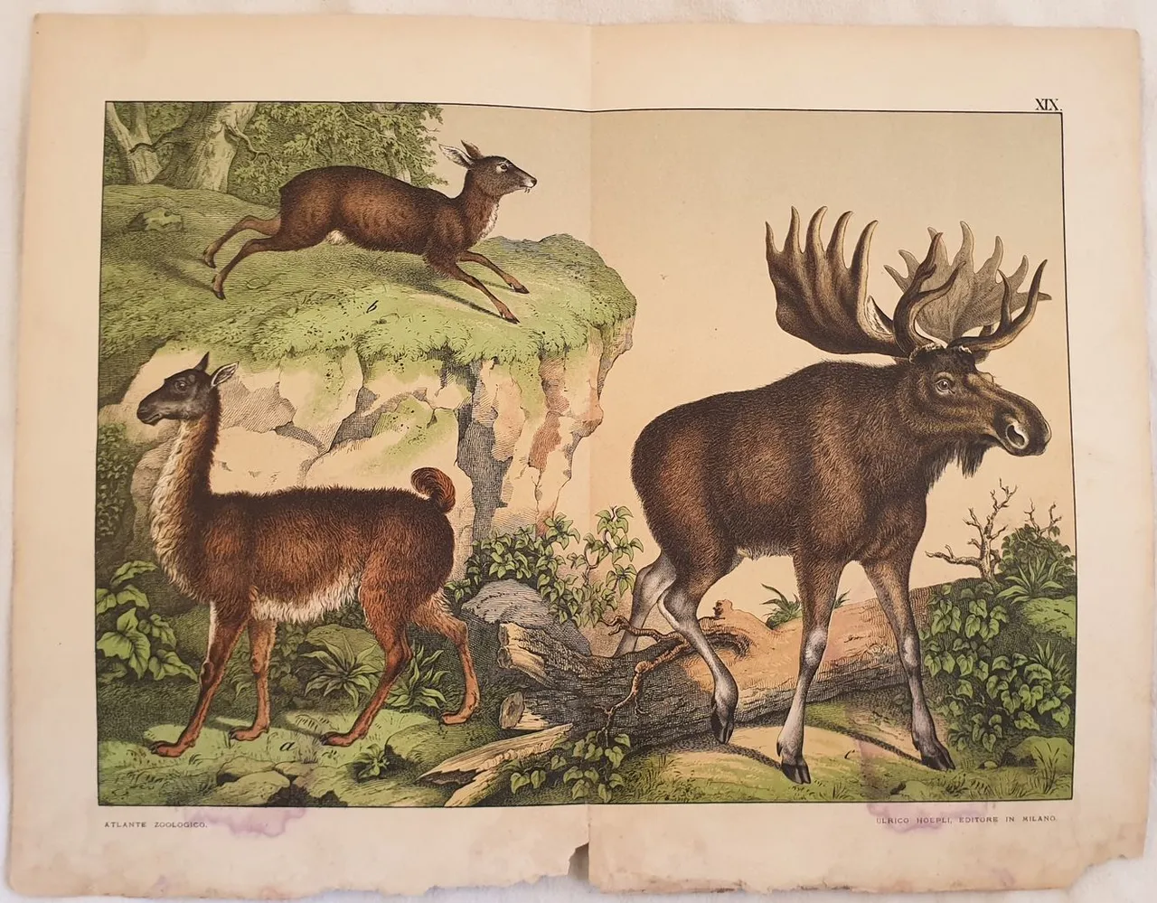 LAMA (Auchenia lama) MOSCO COMUNE (Moschus moschiferus) ALCE (cervus alces) … | Immagine principale