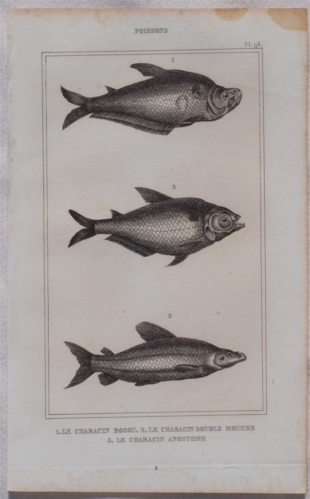LE CHARACIN BOSSU LE CHARACIN DOUBLE MOUCHE LLE CHARACIN ANOSTOME
