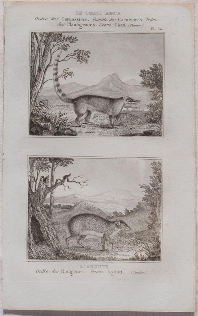 LE COATI ROUX L'AGOUTI
