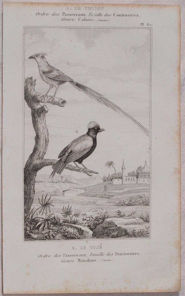 LE COLIOU LE TIJE Ordre des Passereaux Famille des Conirostres …