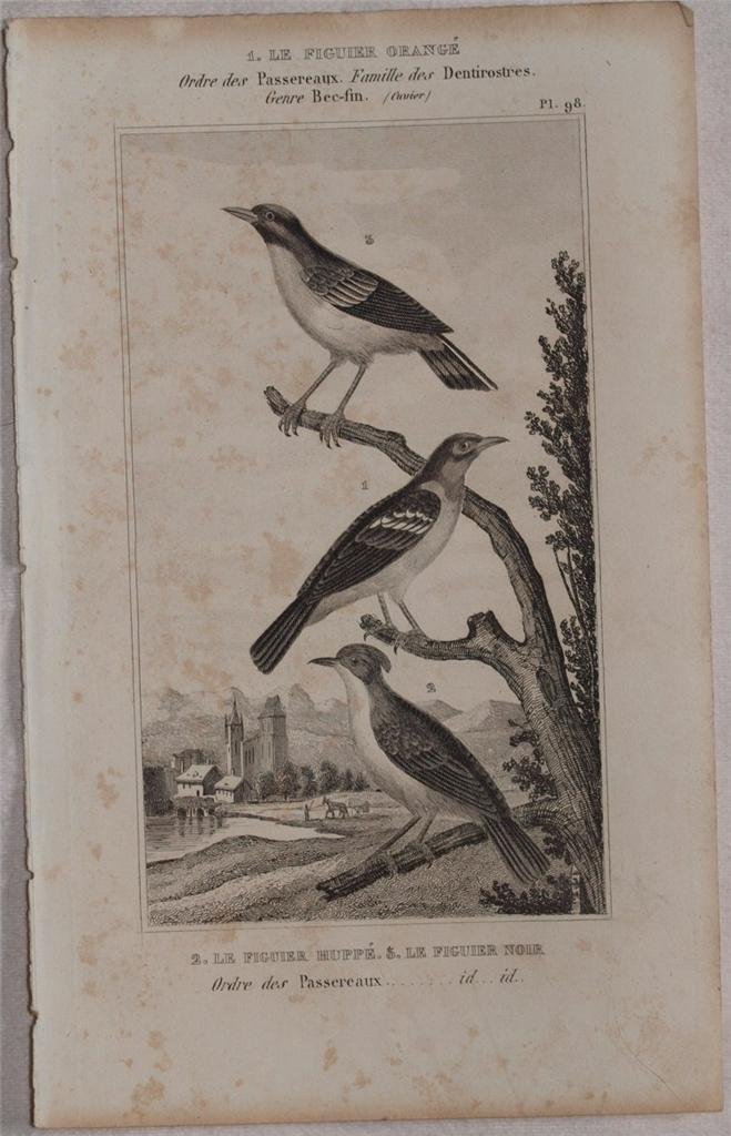 LE FIGUIER ORANGE LE FIGUIER HUPPE LE FIGUIER NOIR Ordre …