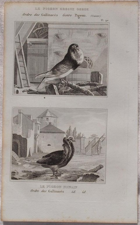 LE PIGEON GROSSE GORGE