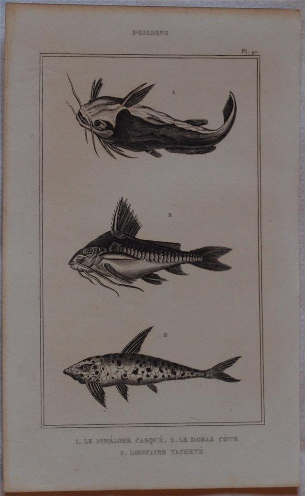 LE PIMELODE CASQUE LE DORAS COTE LORICAIRE TACHETE Poissons