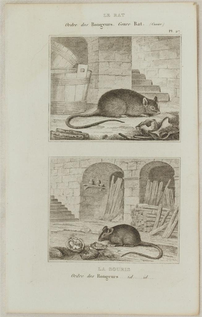 LE RAT LA SOURIS Ordre des rougeurs Genre Rat Ordre …