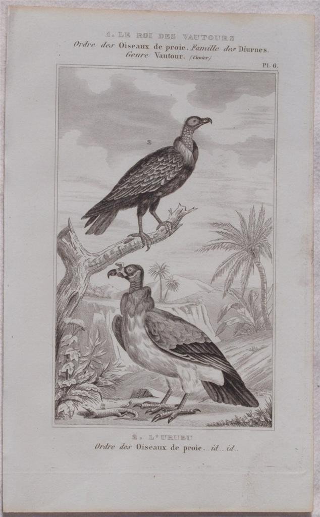LE ROI DES VAUTOURS L'URUBU Ordre des Oiseau de proie …
