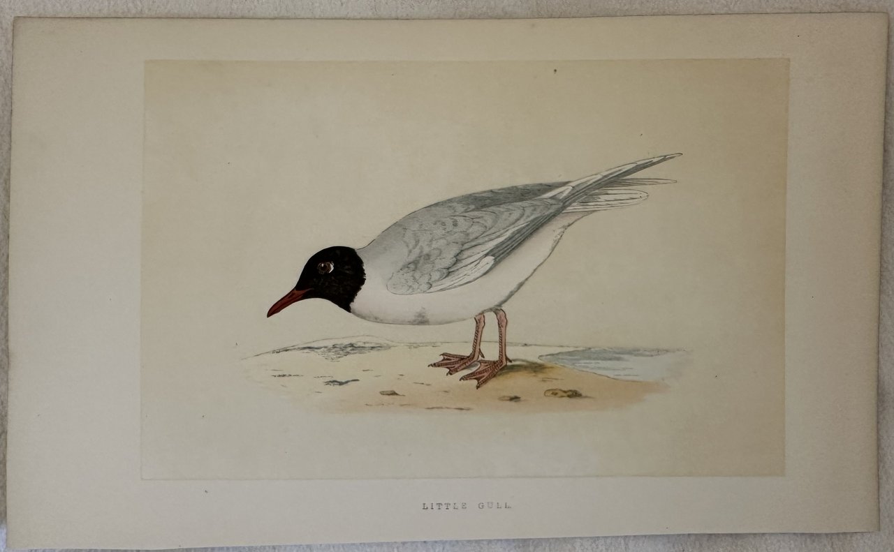 LITTLE GULL Hydrocoloeus minutus (Gabbianello)