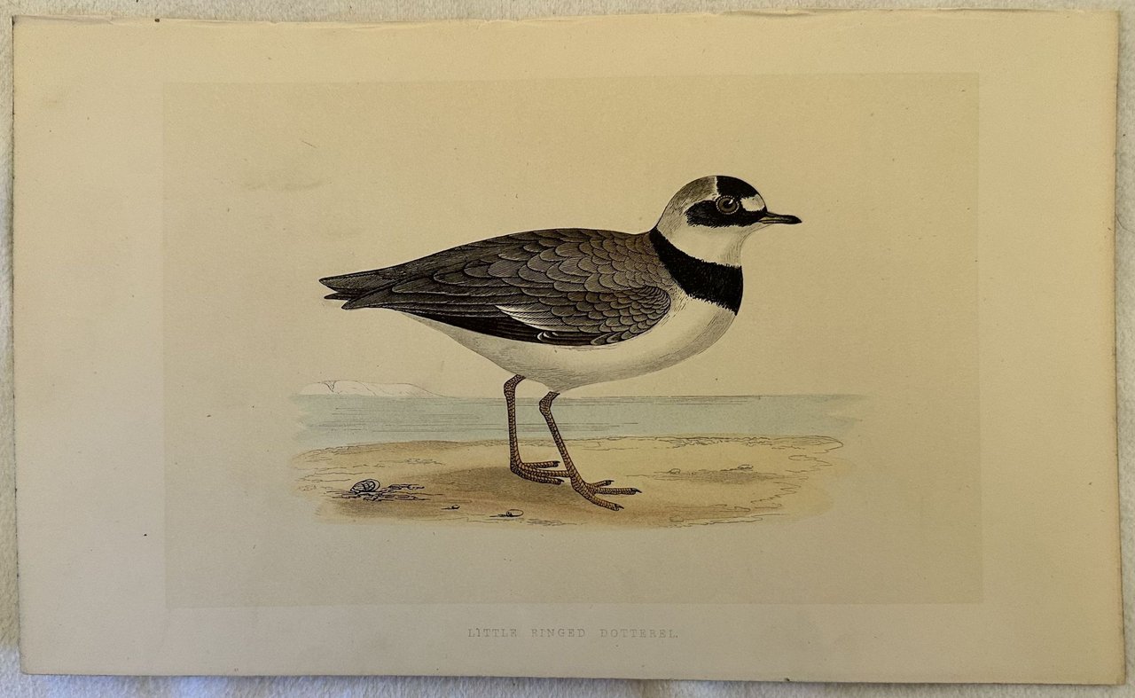 LITTLE RINGED DOTTEREL Charadrius dubius (Corriere piccolo) | Immagine principale