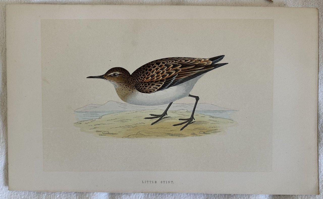 LITTLE STINT(Gambecchio comune)