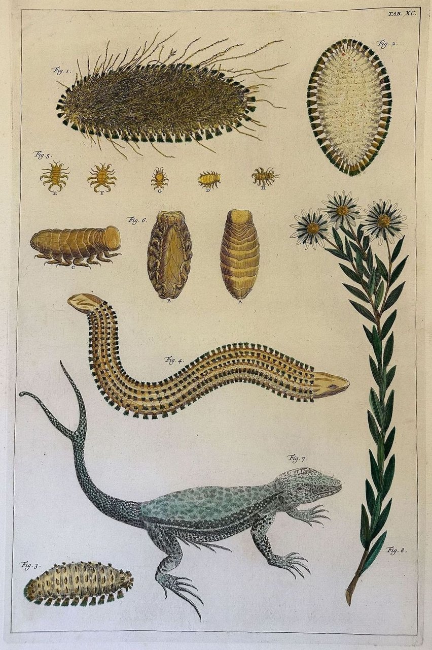 LUCERTOLA CODA BIFORCUTA