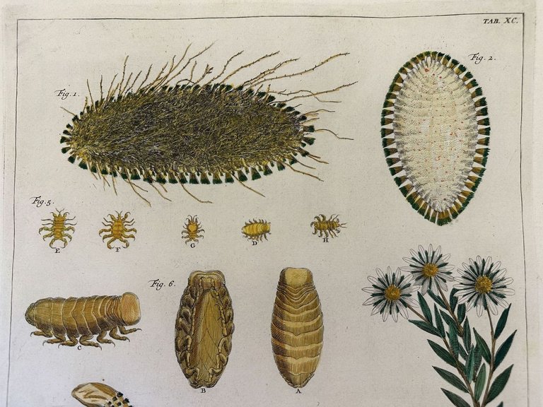 LUCERTOLA CODA BIFORCUTA