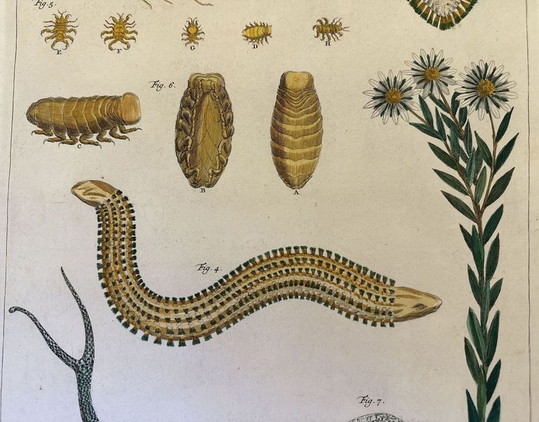 LUCERTOLA CODA BIFORCUTA