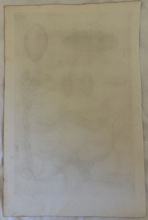 LUCERTOLA CODA BIFORCUTA