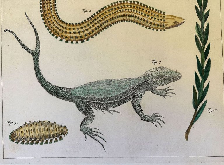 LUCERTOLA CODA BIFORCUTA