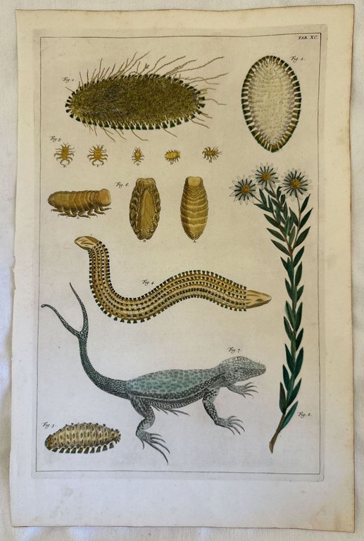 LUCERTOLA CODA BIFORCUTA