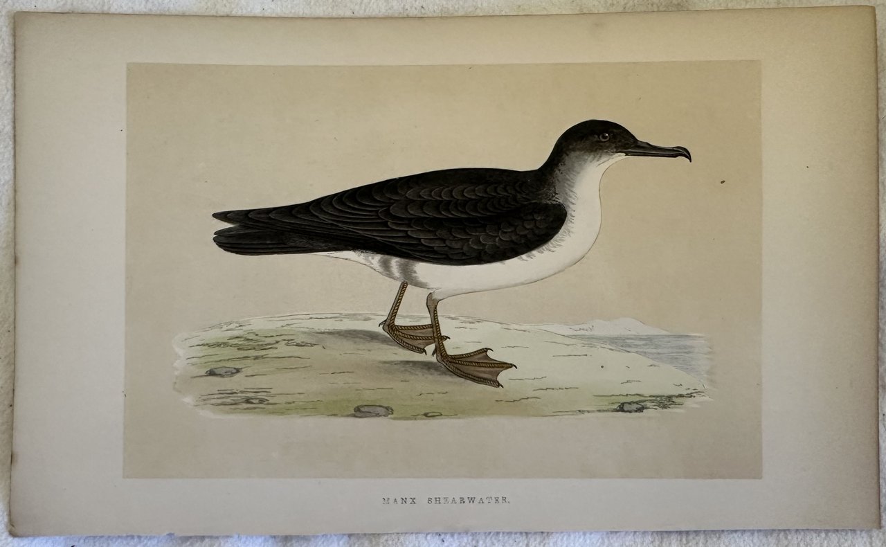 MANX SHEARWATER (Puffinus puffinus) Berta minore atlantica | Immagine principale