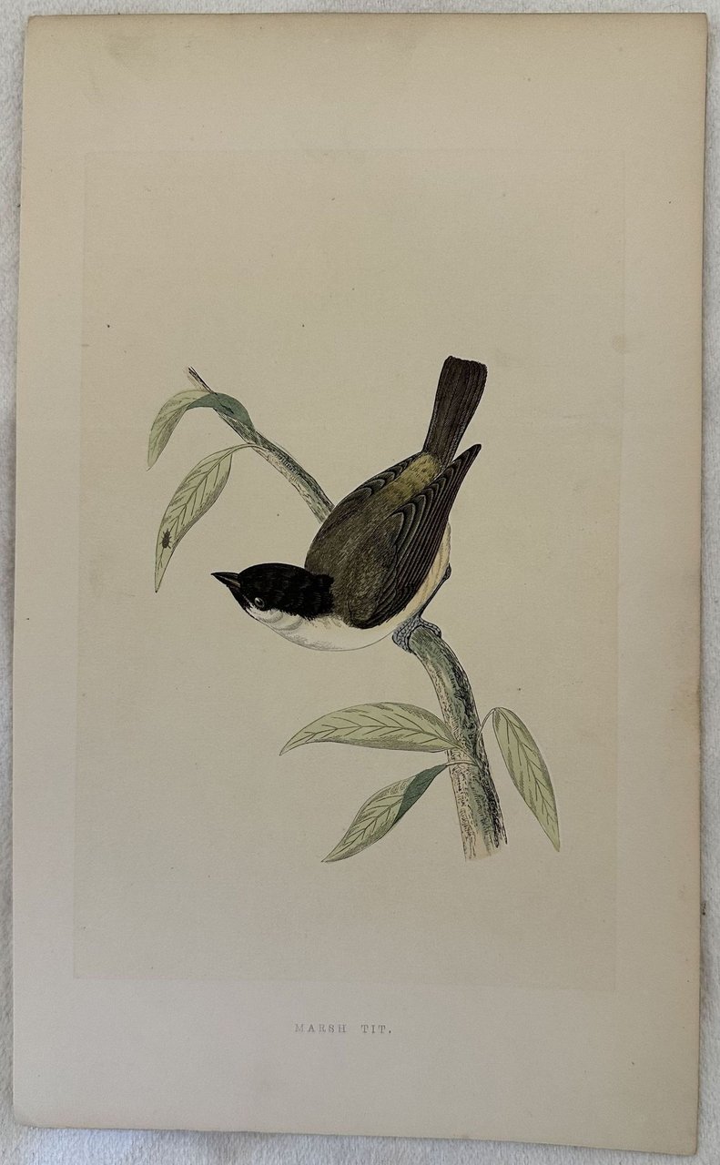 MARSH TIT Poecile palustris (Cincia bigia)