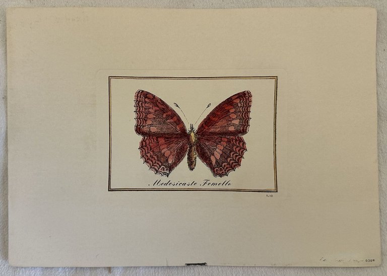 MEDESICASTE FEMELLE Thais medesicaste