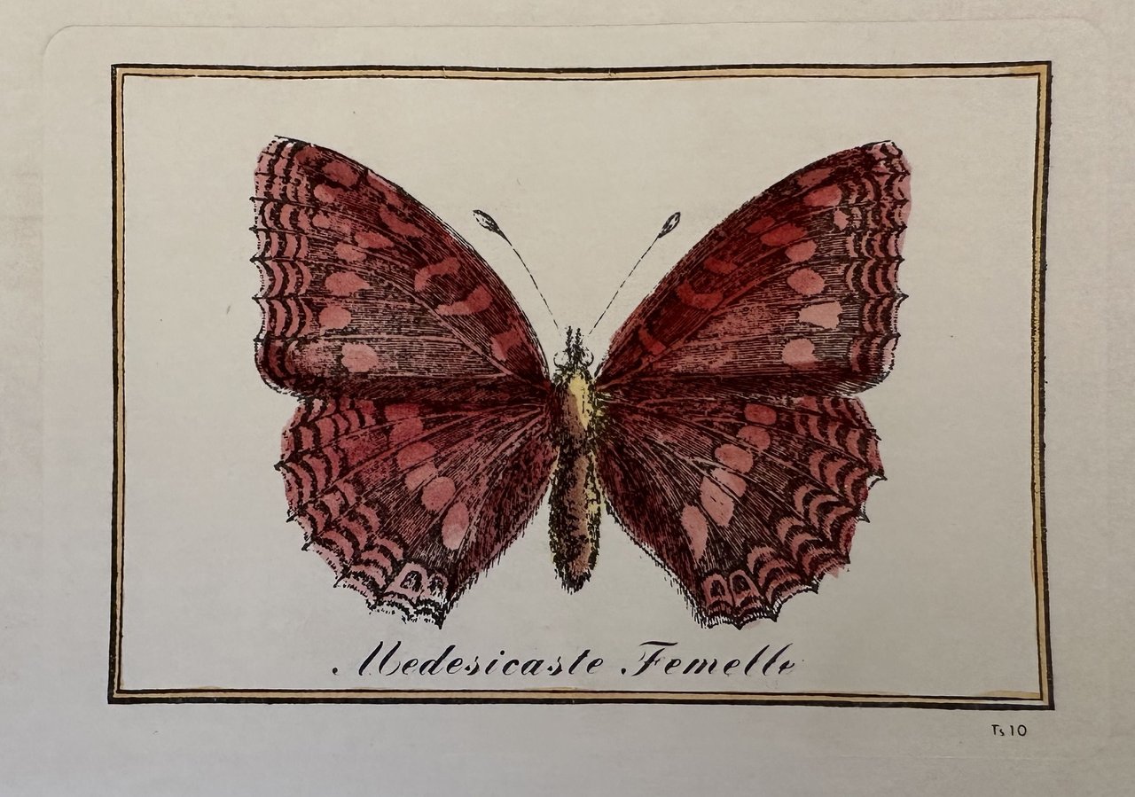 MEDESICASTE FEMELLE Thais medesicaste