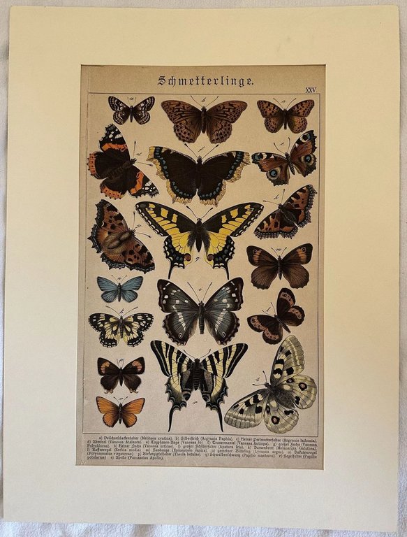 Melitaea cynthia - Argynnis paphia - Argynnis lathonia - Vanessa …