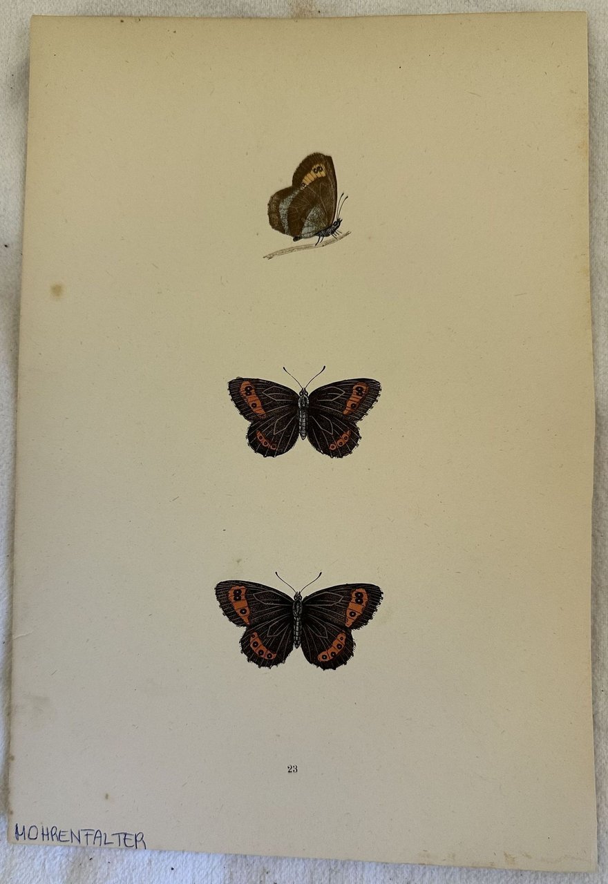 MOHRENFALTER Erebia euryale | Immagine principale