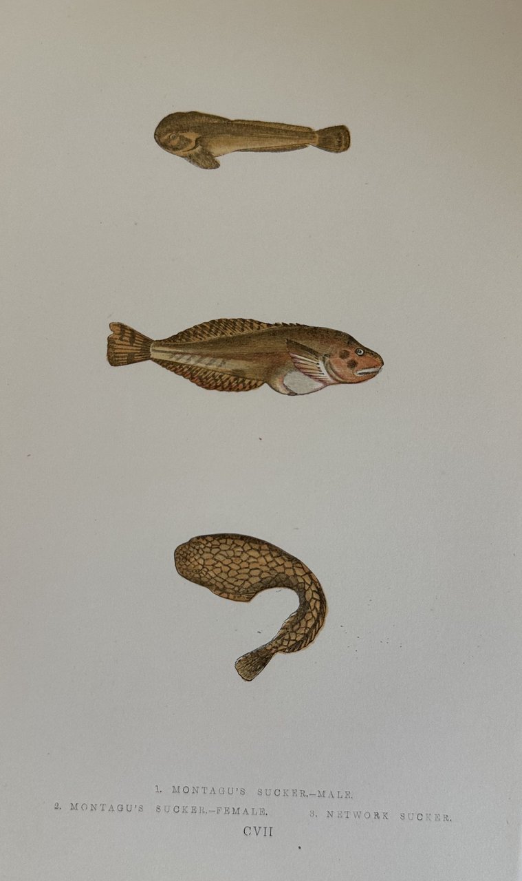 MONTAGU'S SUCKER - MALE (Liparis montagui) La lumaca di mare …