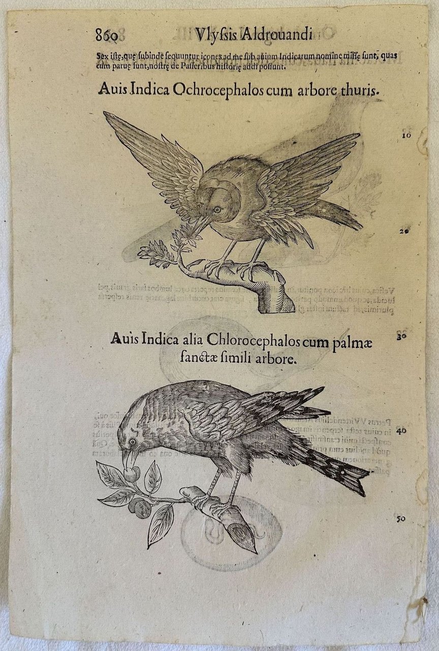 MOTACILLA FLAVA CUIUS DESCRIPTIONEM HABES AVIS INDICA OCHROCEPHALOS AVIS INFICA … | Immagine principale