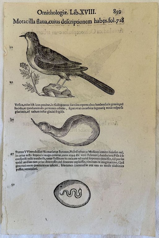 MOTACILLA FLAVA CUIUS DESCRIPTIONEM HABES AVIS INDICA OCHROCEPHALOS AVIS INFICA … | Immagine Gallery 2