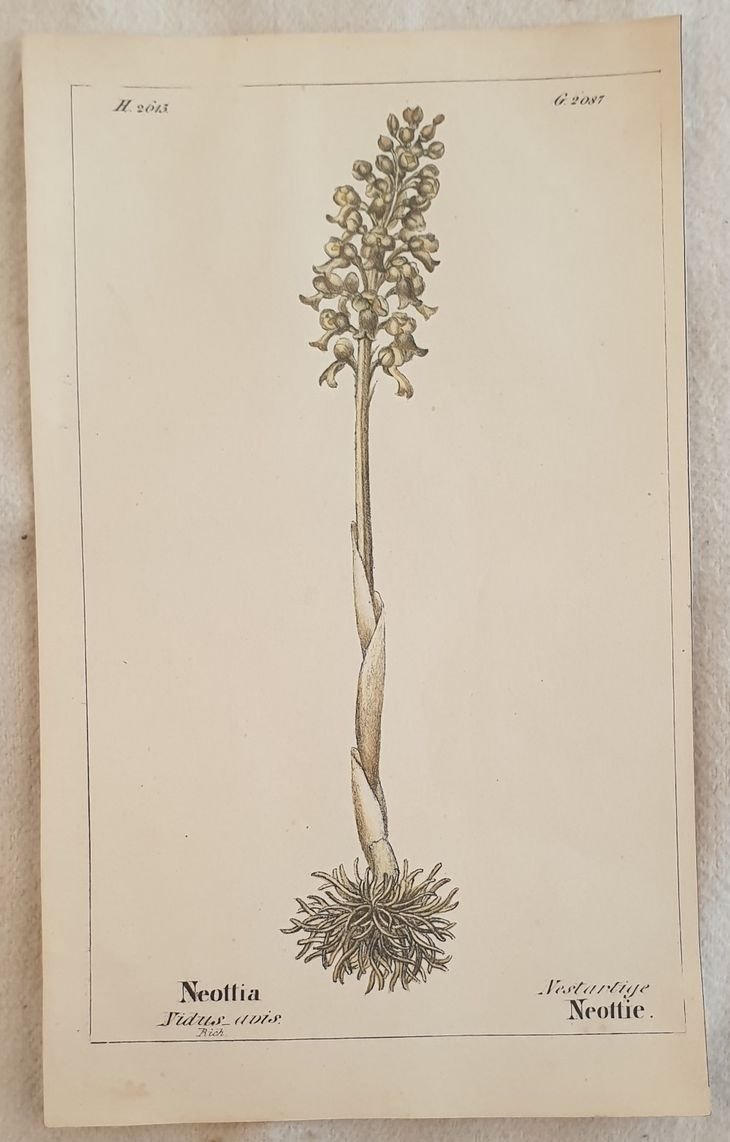 Neottia vidus avis