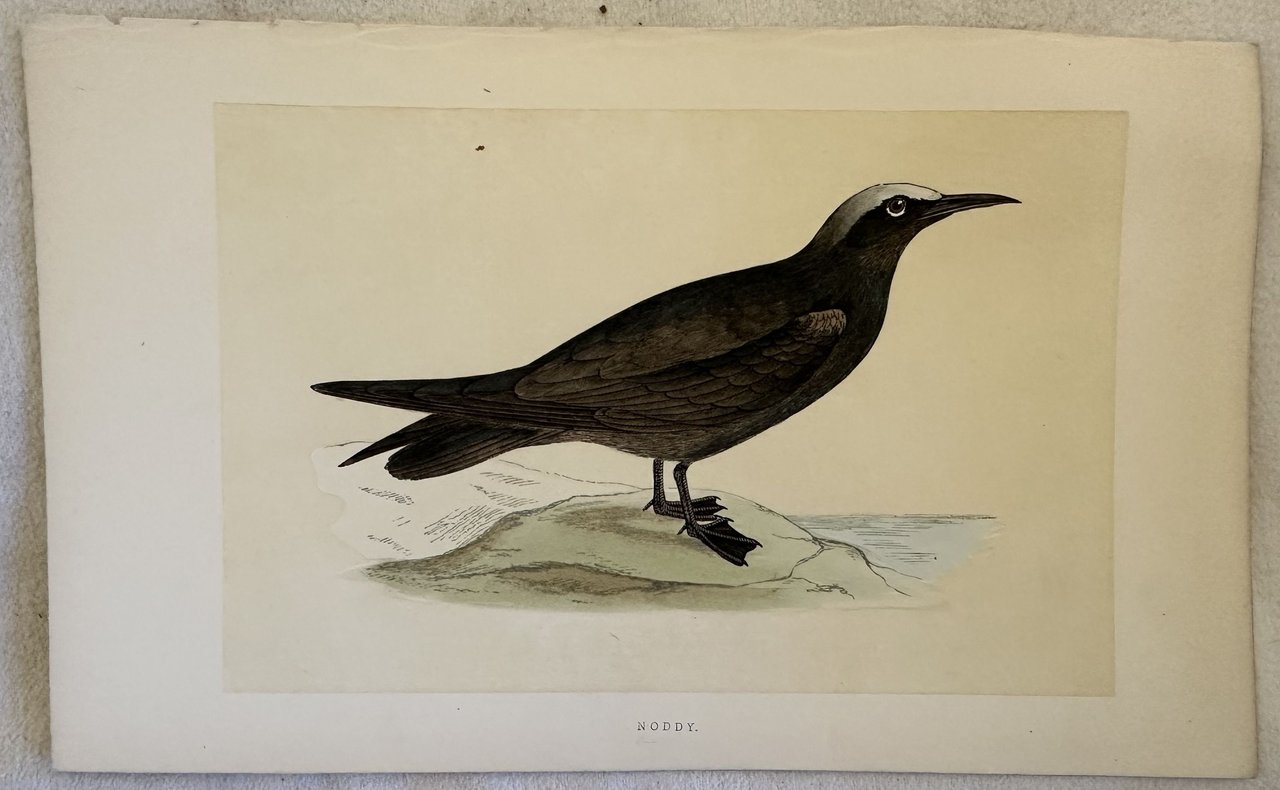 NODDY Anous stolidus (Sterna stolida) | Immagine principale