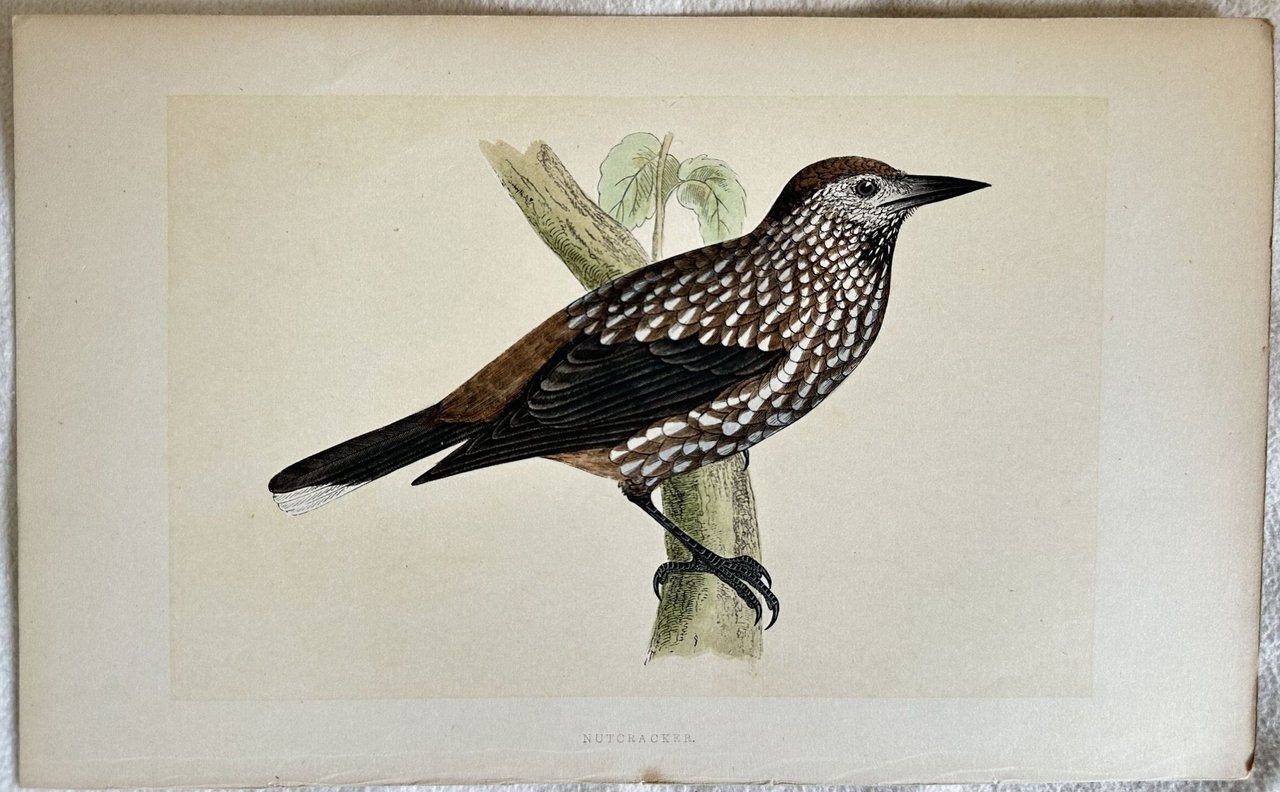 NUT-CRACKER (Schiaccianoci)
